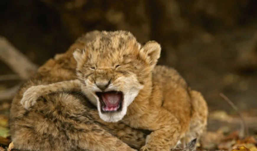 Puii de leu născuţi la Grădina Zoologică din Târgu Mureş, adoptaţi de o căţeluşă