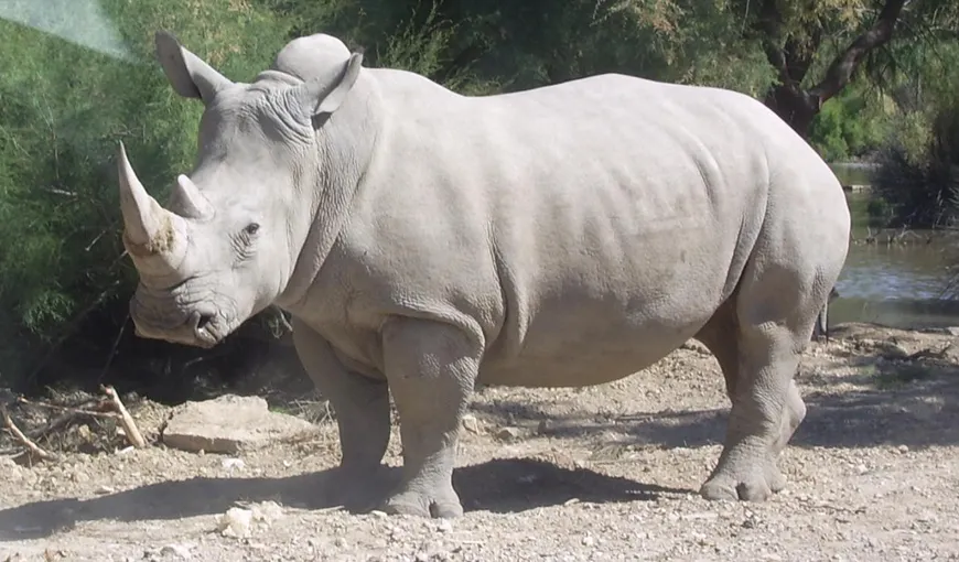 În întreaga lume au mai rămas doar cinci exemplare de rinocer alb nordic