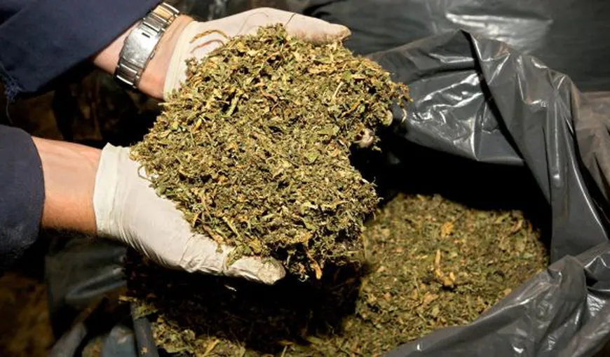 Canabisul, cel mai consumat drog în Europa
