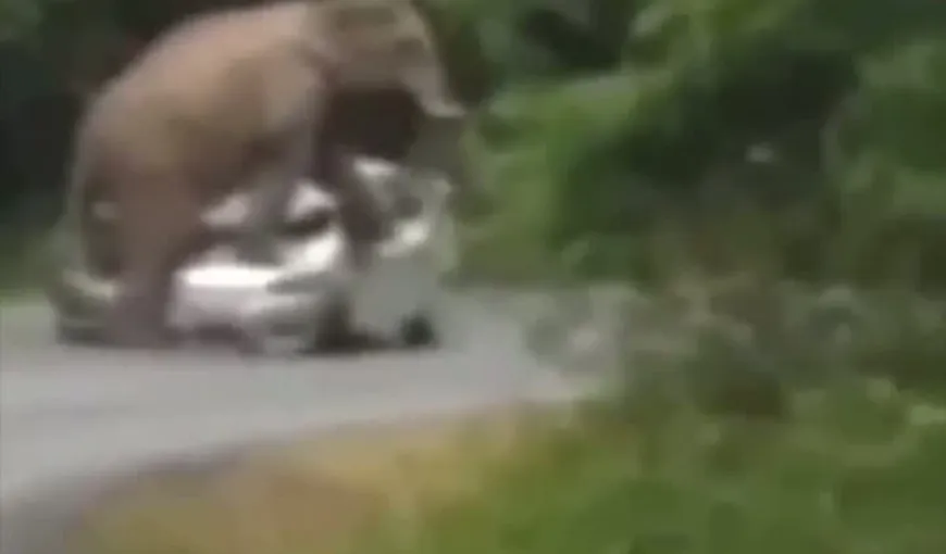 Elefantul care distruge o maşină într-un parc naţional VIDEO
