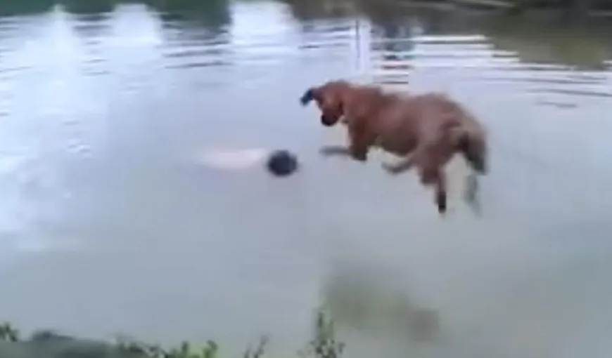 Un câine îşi salvează stăpânul de la ÎNEC în cel mai amuzant mod cu putinţă VIDEO