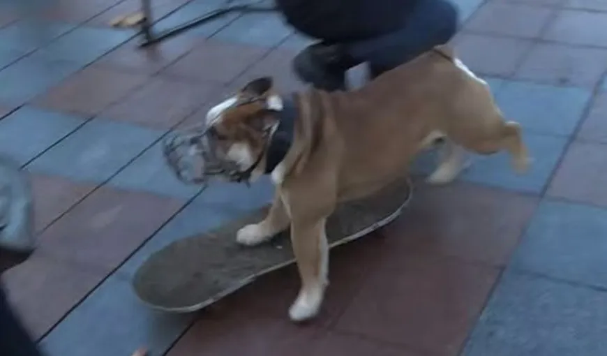 Momentul incredibil în care un câine pe SKATEBOARD intervine în timpul unui PROTEST POLITIC din UCRAINA VIDEO