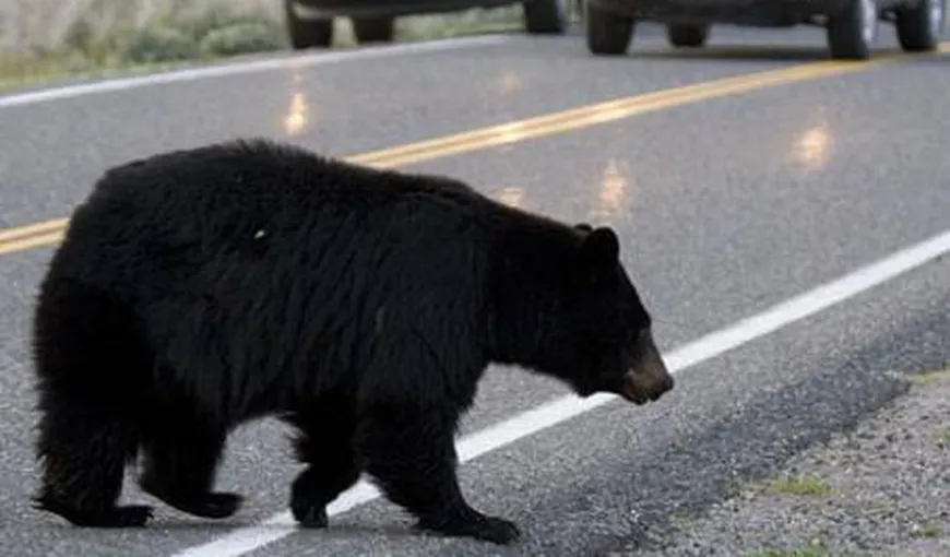 Imagini INCREDIBILE. Un urs a fost fugărit cu maşina pe uliţele unui sat VIDEO
