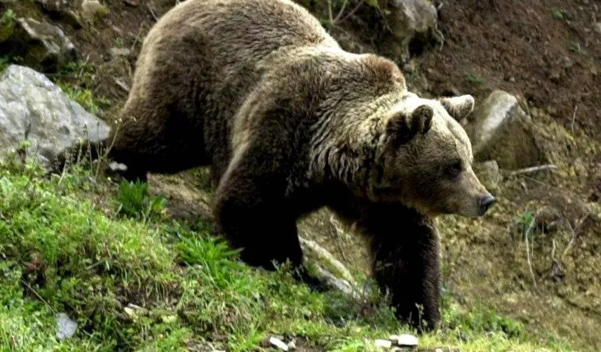O femeie din Mureş, DESFIGURATĂ de o ursoaică