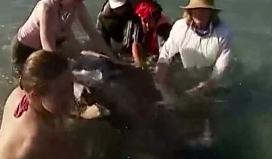 Imagini dramatice în Noua Zeelandă: Voluntarii încearcă să salveze 200 de balene eşuate VIDEO