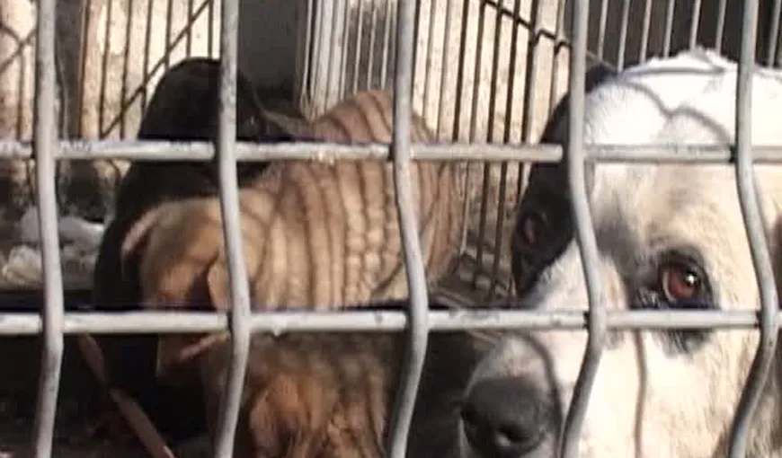 Cruzime fără margini la Năvodari, unde HINGHERII OMOARĂ câinii în bătaie VIDEO