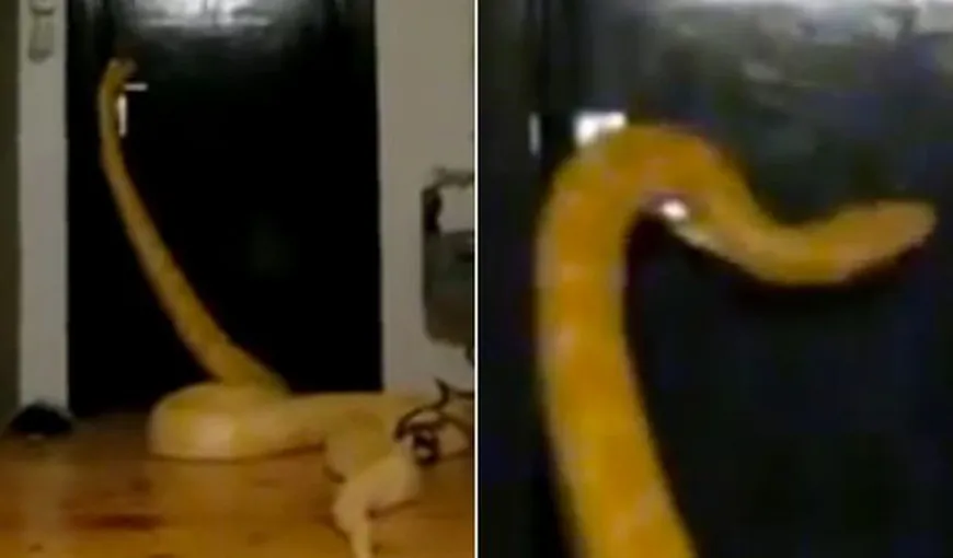 TERIFIANT. Un şarpe BOA URIAŞ a învăţat cum să deschidă singur uşa VIDEO