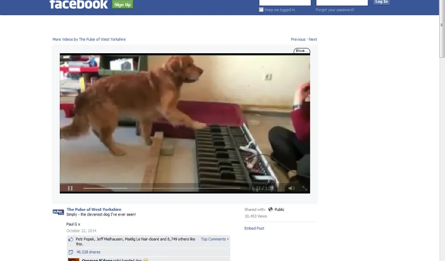 De senzaţie! Un căţel talentat îşi acompaniază la pian stăpâna VIDEO