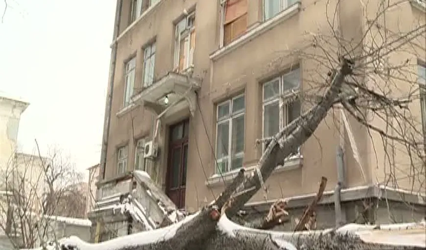 Copac prăbuşit, la Institutul Cantacuzino: Mai multe geamuri au fost sparte, iar aparatura distrusă VIDEO