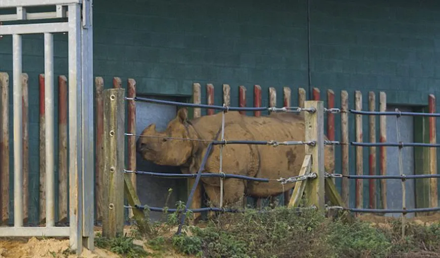 Teroare pe străzi, după ce un rinocer evadat de la zoo a ucis o femeie VIDEO