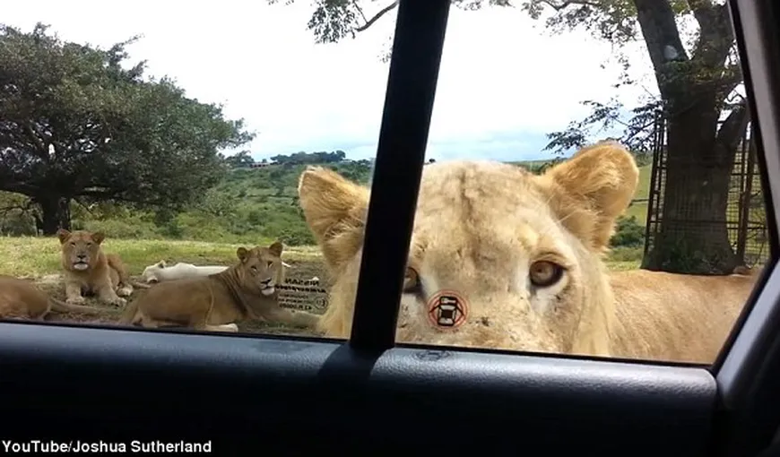 Dornici de senzaţii tari, au mers într-un SAFARI. Reacţia turiştilor când o leoaică deschide uşa maşinii VIDEO