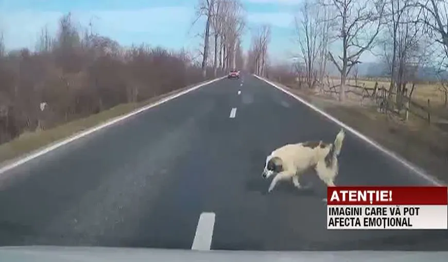 SADISM fără margini. Un şofer s-a filmat când a UCIS un câine cu maşina VIDEO