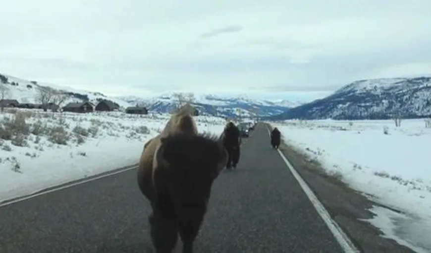 Atacul bizonilor. Un animal furios atacă o maşină în Parcul Naţional Yellowstone VIDEO
