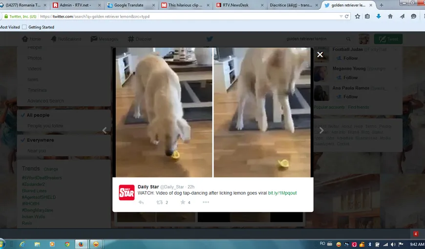 Cum reacţionează un câine după ce a gustat prima oară o lămâie. Fază amuzantă cu un Golden Retriever VIDEO