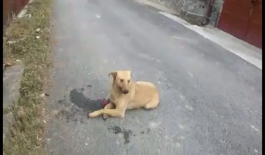 Imagini ŞOCANTE în Buşteni. Un câine tranchilizat, ABANDONAT de hingheri