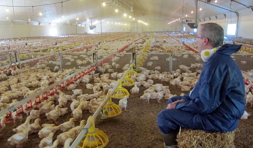 Cele 35 de zile din viaţa unui pui înainte să ajungă pe mesele din KFC VIDEO