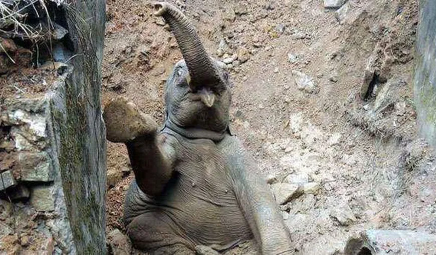 Imagini emoţionante. Mama unui elefant s-a chinuit în continuu timp de 11 ore, să-şi salveze puiul VIDEO