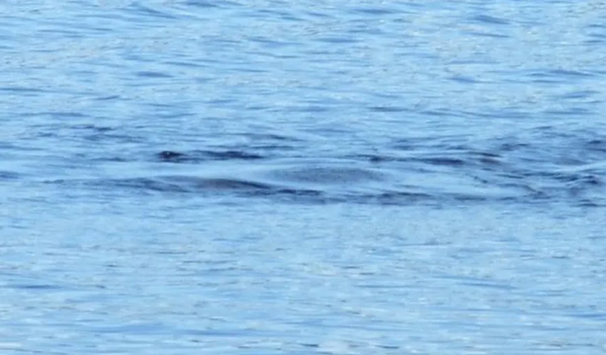 Dovada incontestabilă că MONSTRUL din LOCH NEESS EXISTĂ. Un turist l-a filmat la suprafaţa apei