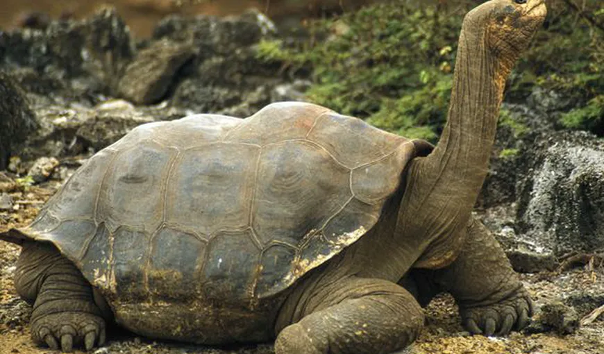 Premieră în ultimul secol: Pui de broască ţestoasă gigant, născuţi în sălbăticie în insulele Galapagos