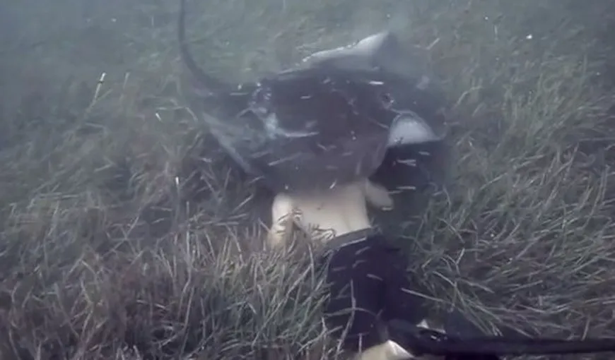 Imagini inedite surprinse sub apă. O pisică de mare curioasă „atacă” un scafandru VIDEO