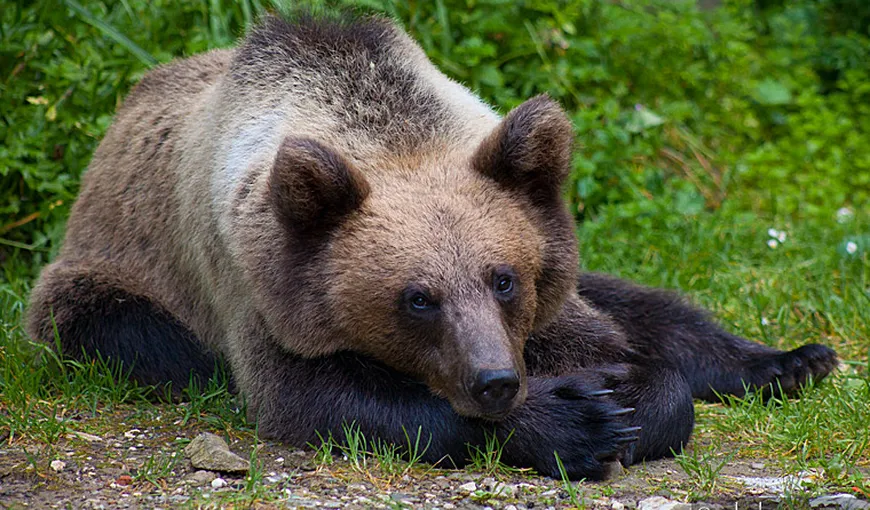 Panică în Sibiu. Un pui de urs, prins după trei ore în centrul oraşului