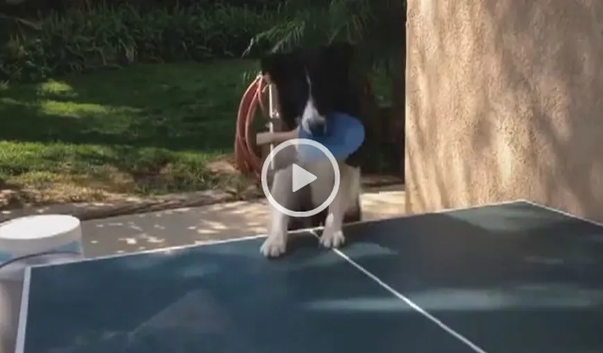 Să vezi şi să nu crezi. Un câine joacă ping-pong cu stăpânul său VIDEO