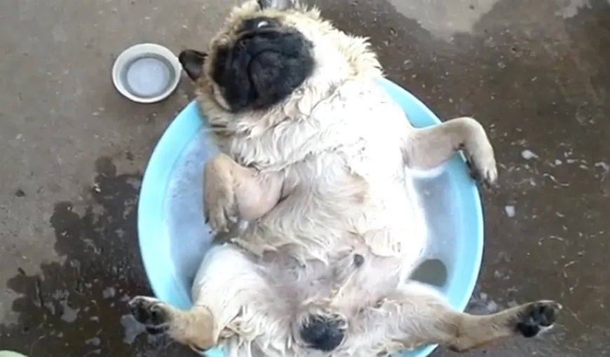 Clipul zilei. Un câine se relaxează în apă cu limba scoasă VIDEO