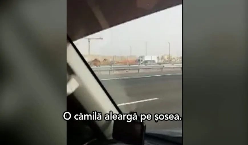 Clipul zilei. Un arab desculţ aleargă după o cămilă pe AUTOSTRADĂ VIDEO