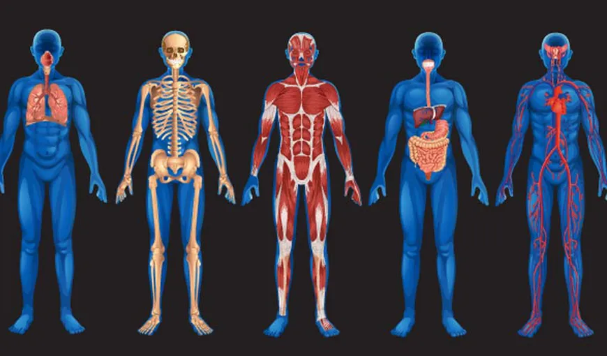 Lucruri recent descoperite despre corpul uman