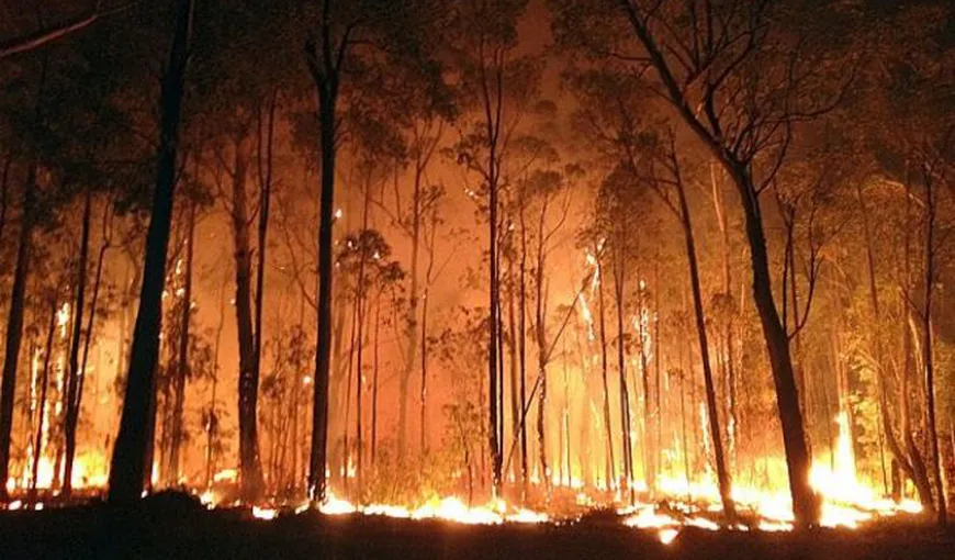 Incendii de vegetaţie în Siberia: 15 persoane şi-au pierdut viaţa