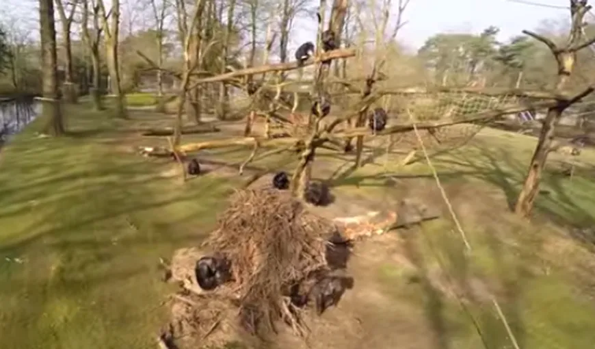 O grădină zoo, filmată cu o dronă. Cum a reacţionat o maimuţă VIDEO FUNNY
