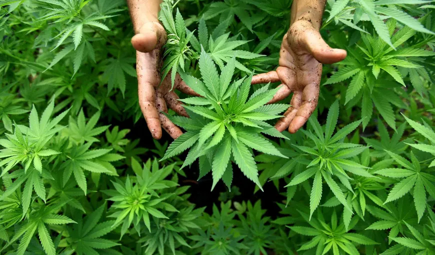 O ţară importantă din UE ar putea legaliza cannabisul