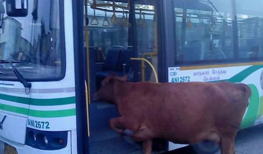 Autobuzul care merge cu balegă de vacă a doborât recordul de viteză VIDEO