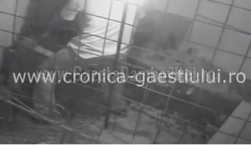 IMAGINI ULUITOARE: Un zoofil din Dâmboviţa, prins în timp ce VIOLA găinile vecinei VIDEO
