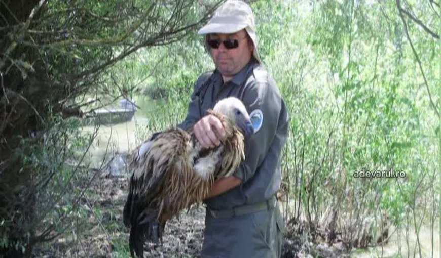 O pasăre considerată dispărută din România, găsită în Delta Dunării