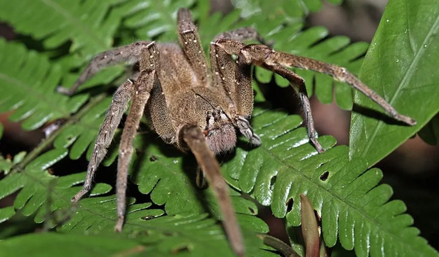 Cel mai veninos păianjen din lume. Muşcătura lui omoară un om în 2-3 minute FOTO