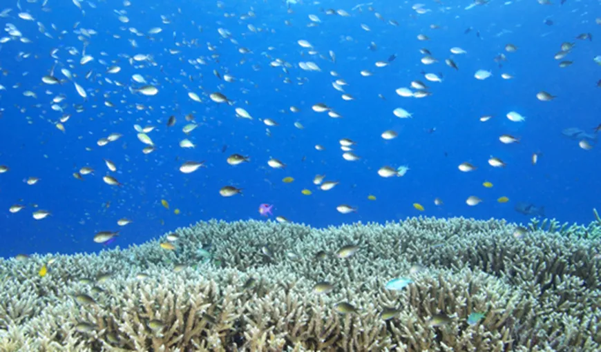 STUDIU: Planctonul oceanic produce jumătate din cantitatea de oxigen a Terrei