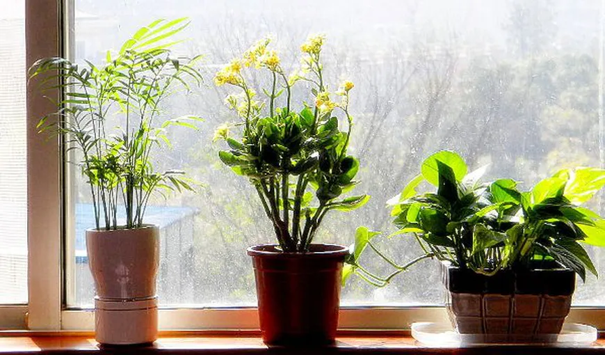 3 motive să ai cât mai multe plante în casa ta