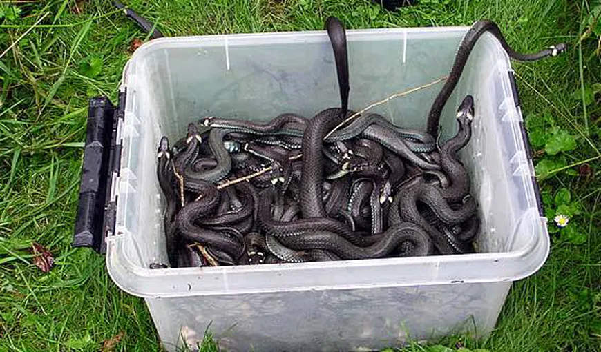 Invazie de şerpi în România. Oamenii sunt îngroziţi