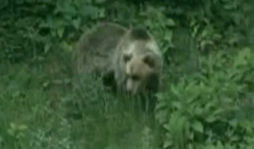 Sătenii din Gorj, în alertă, după ce un urs le-a mâncat animalele din gospodării