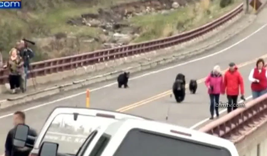 Panică într-un parc naţional din Statele Unite, unde turiştii au dat nas în nas cu o familie de urşi VIDEO