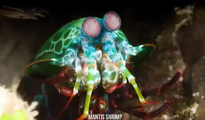 Cele mai ciudate animale descoperite de oamenii de ştiinţă VIDEO