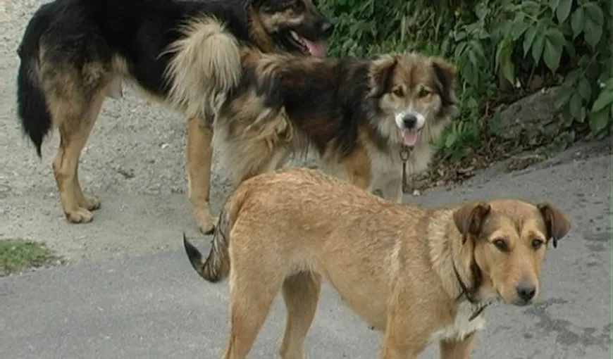 Oficiali britanici au cerut insistent guvernului român să pună capăt sacrificării câinilor comunitari