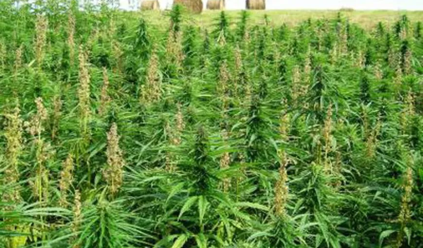 Femeie reţinută după ce în locuinţa sa au fost găsite aproape 4 kilograme de fragmente vegetale şi o cultură de cannabis