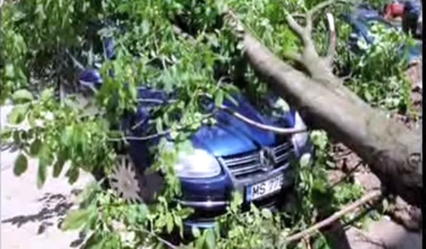 Maşină strivită de un copac, după ce un muncitor i-a tăiat din greşeală rădăcinile