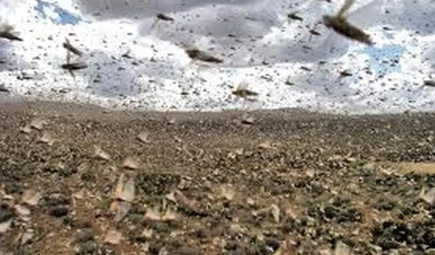 IMAGINI INCREDIBILE. Invazie de lăcuste în Rusia VIDEO
