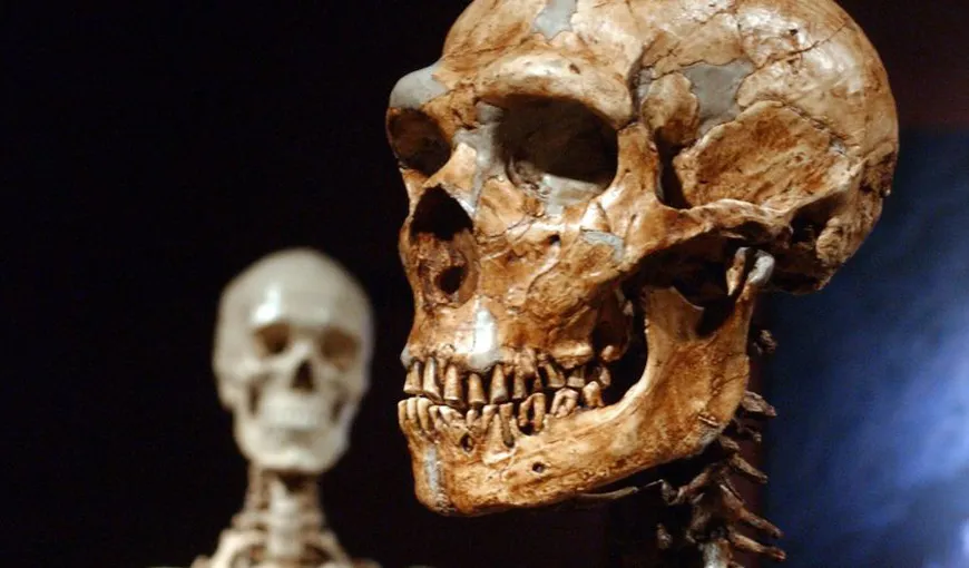 Studiul unei fosile găsite în România, dovadă a încrucişării dintre omul modern şi neanderthalieni în Europa