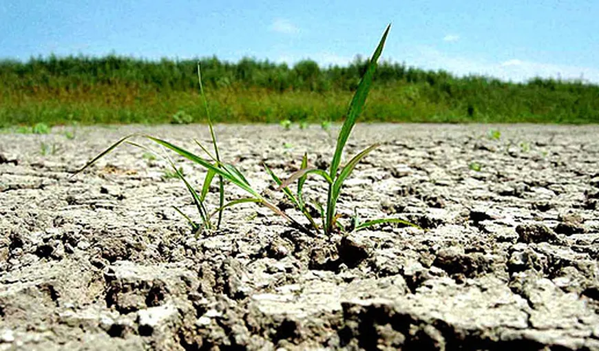 În Buzău nu a mai plouat de două luni: Culturile, compromise din cauza secetei