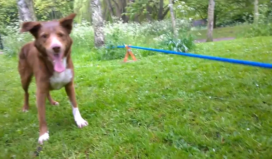 Un câine UIMITOR a învăţat un truc de care nici oamenii nu sunt în stare: Stă în două labe pe o frânghie VIDEO