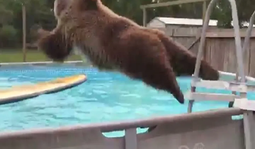 Un urs face baie la piscină la fel ca un om. Se aruncă în apă ca un înotător profesionist VIDEO